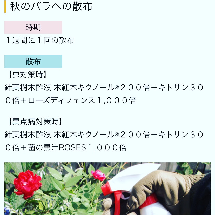 秋のバラも元気に 木紅木ブログ 秋のバラも元気に 木紅木ブログ